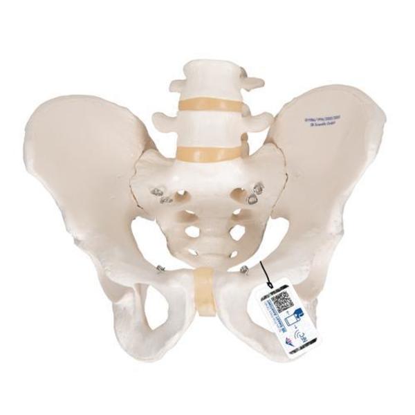 3B Scientific Pelvic Skeleton, male - w/ 3B Smart Anatomy 1000133